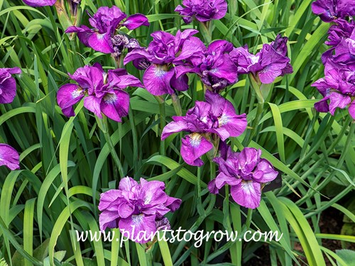 Tumble Bur Siberian Iris (Iris siberica)